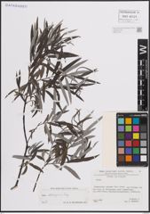Foto von Salix eleagnos Scop.